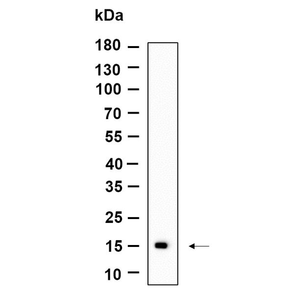 U-Blot® CLEC2B Rabbit Monoclonal Antibody – Figure 1 of 1