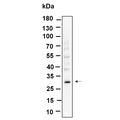 U-Blot® ZWINT Rabbit Monoclonal Antibody – Figure 1 of 1