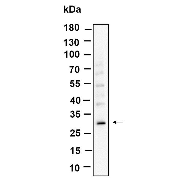 U-Blot® ZWINT Rabbit Monoclonal Antibody – Figure 1 of 1