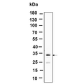 U-Blot® SLBP Rabbit Monoclonal Antibody – Figure 1 of 1