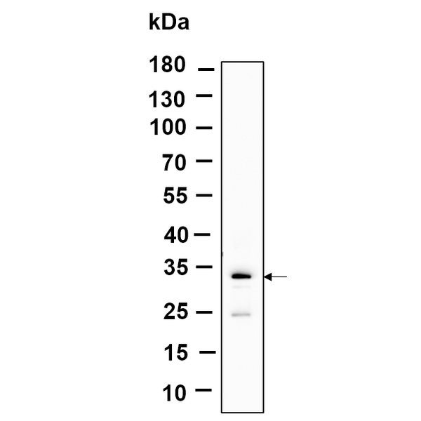 U-Blot® SLBP Rabbit Monoclonal Antibody – Figure 1 of 1