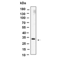 U-Blot® Nogo B receptor Rabbit Monoclonal Antibody – Figure 1 of 1