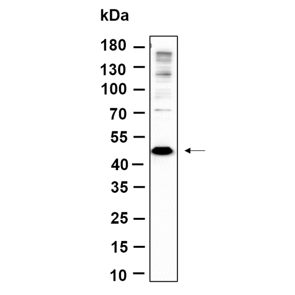 U-Blot® Methionyl Aminopeptidase 1 Rabbit Monoclonal Antibody – Figure 1 of 1