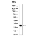 U-Blot® Azurocidin Rabbit Monoclonal Antibody – Figure 1 of 1