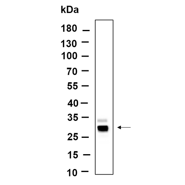 U-Blot® Azurocidin Rabbit Monoclonal Antibody – Figure 1 of 1