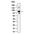 U-Blot® Glyt2 Rabbit Monoclonal Antibody – Figure 1 of 1