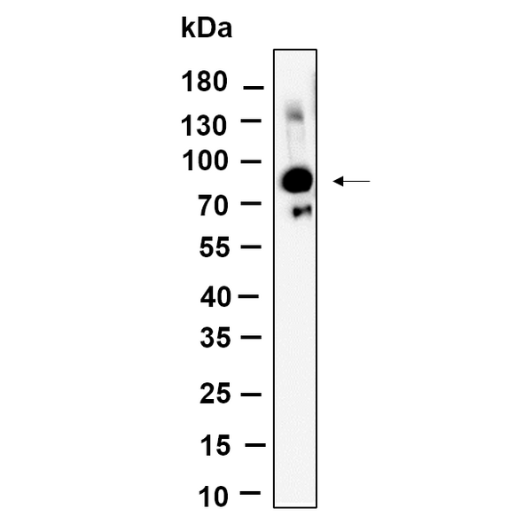 U-Blot® Glyt2 Rabbit Monoclonal Antibody – Figure 1 of 1