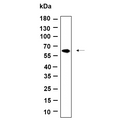 U-Blot® FPGS Rabbit Monoclonal Antibody – Figure 1 of 1