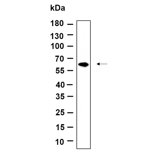 U-Blot® FPGS Rabbit Monoclonal Antibody – Figure 1 of 1