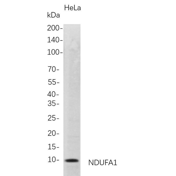 U-Blot® NDUFA1 Rabbit Monoclonal Antibody – Figure 1 of 1