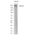 U-Blot® NBEAL2 Rabbit Monoclonal Antibody – Figure 1 of 1