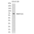 U-Blot® RBMY1A1 Rabbit Monoclonal Antibody – Figure 1 of 1
