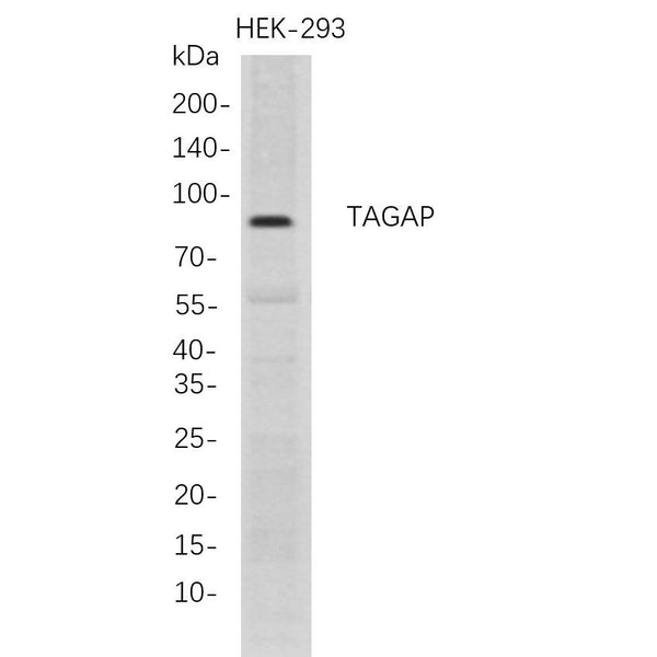 U-Blot® TAGAP Rabbit Monoclonal Antibody – Figure 1 of 1
