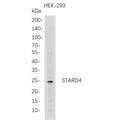U-Blot® STARD4 Rabbit Monoclonal Antibody – Figure 1 of 1
