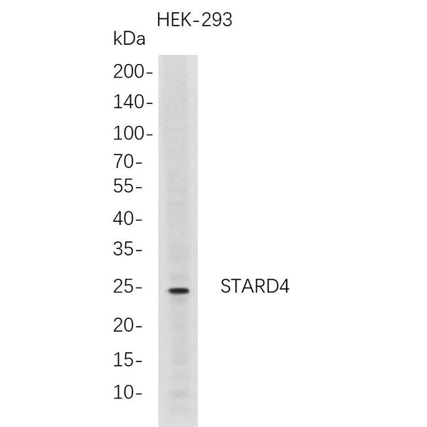 U-Blot® STARD4 Rabbit Monoclonal Antibody – Figure 1 of 1
