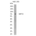U-Blot® SRP72 Rabbit Monoclonal Antibody – Figure 1 of 1