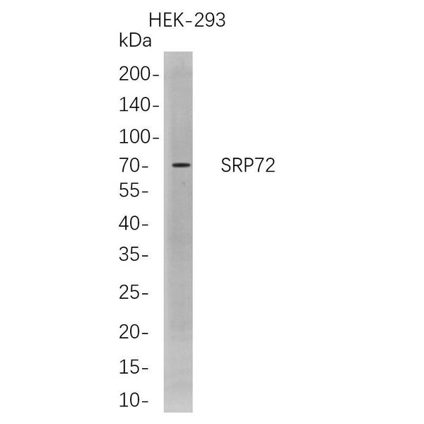U-Blot® SRP72 Rabbit Monoclonal Antibody – Figure 1 of 1