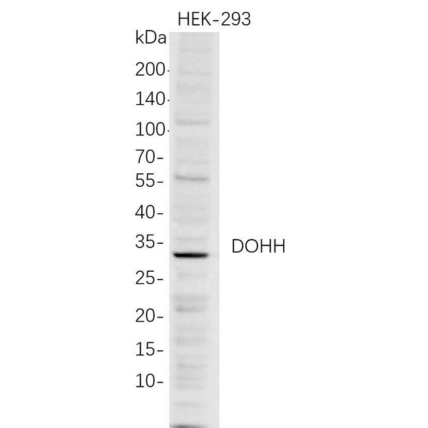 U-Blot® DOHH Rabbit Monoclonal Antibody – Figure 1 of 1