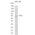 U-Blot® CPVL Rabbit Monoclonal Antibody – Figure 1 of 1