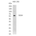 U-Blot® SGSH Rabbit Monoclonal Antibody – Figure 1 of 1