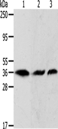 APEX1 Polyclonal Antibody – Figure 1 of 2