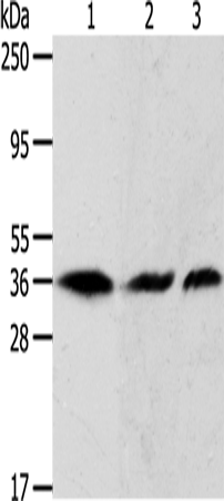 APEX1 Polyclonal Antibody – Figure 1 of 2
