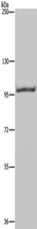 NEDD9 Polyclonal Antibody – Figure 1 of 2