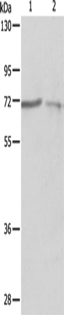 SH-PTP1 Polyclonal Antibody – Figure 1 of 4