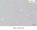 K07074 Cells – Figure 1 of 1