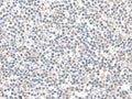 IFI27 Polyclonal Antibody – Figure 1 of 2