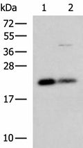 CSRP2 Polyclonal Antibody – Figure 1 of 4
