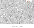 KTC-1 Cells | Applied Biological Materials (abm)