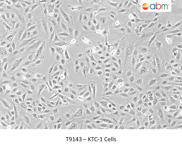 KTC-1 Cells | Applied Biological Materials (abm)