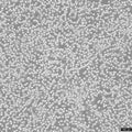 Walker-256 (LLC-WRC 256) cell