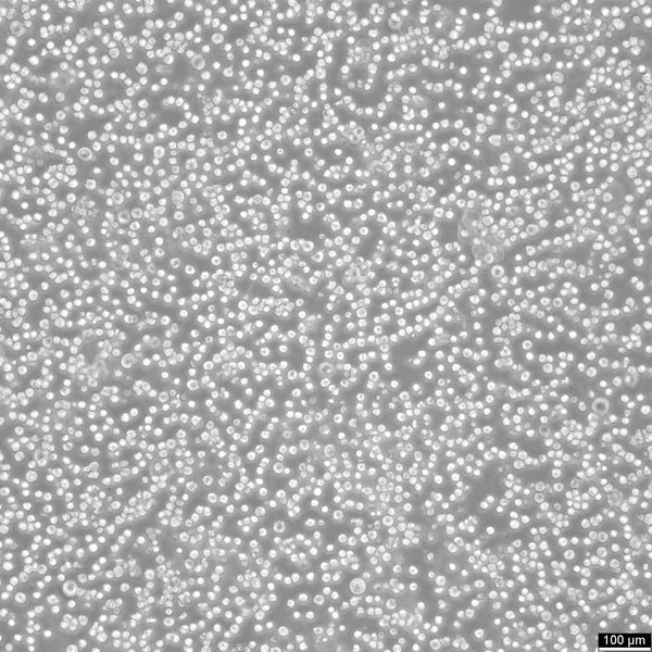 Walker-256 (LLC-WRC 256) cell