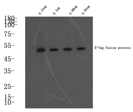 E-Tag Polyclonal Antibody – Figure 1 of 1