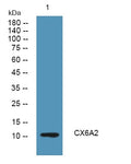 CX6A2 Polyclonal Antibody – Figure 1 of 1