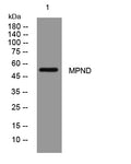 MPND Rabbit Polyclonal Antibody – Figure 1 of 1