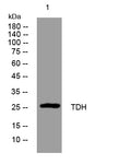 TDH Rabbit Polyclonal Antibody – Figure 1 of 1