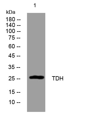 TDH Rabbit Polyclonal Antibody – Figure 1 of 1