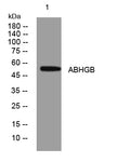 ABHGB Rabbit Polyclonal Antibody – Figure 1 of 1