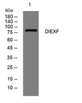 DIEXF Rabbit Polyclonal Antibody – Figure 1 of 1