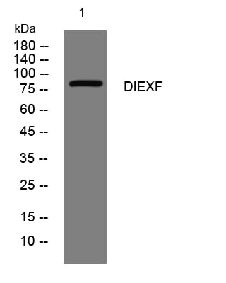 DIEXF Rabbit Polyclonal Antibody – Figure 1 of 1