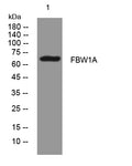 FBW1A Rabbit Polyclonal Antibody – Figure 1 of 1