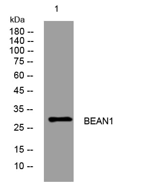BEAN1 Rabbit Polyclonal Antibody – Figure 1 of 1