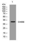 CH058 Rabbit Polyclonal Antibody – Figure 1 of 1
