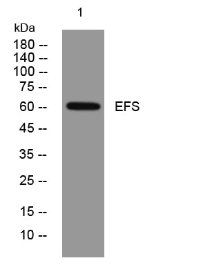 EFS Rabbit Polyclonal Antibody – Figure 1 of 1