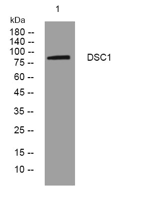 DSC1 Rabbit Polyclonal Antibody – Figure 1 of 1