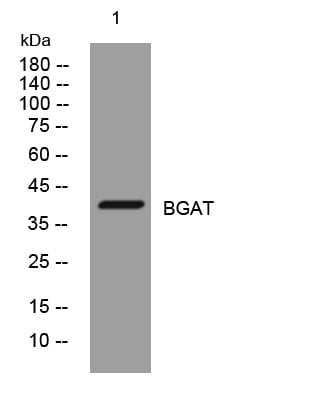 BGAT Rabbit Polyclonal Antibody – Figure 1 of 1