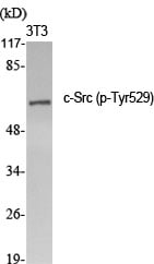 c-Src(Phospho Tyr529) Polyclonal Antibody – Figure 1 of 4